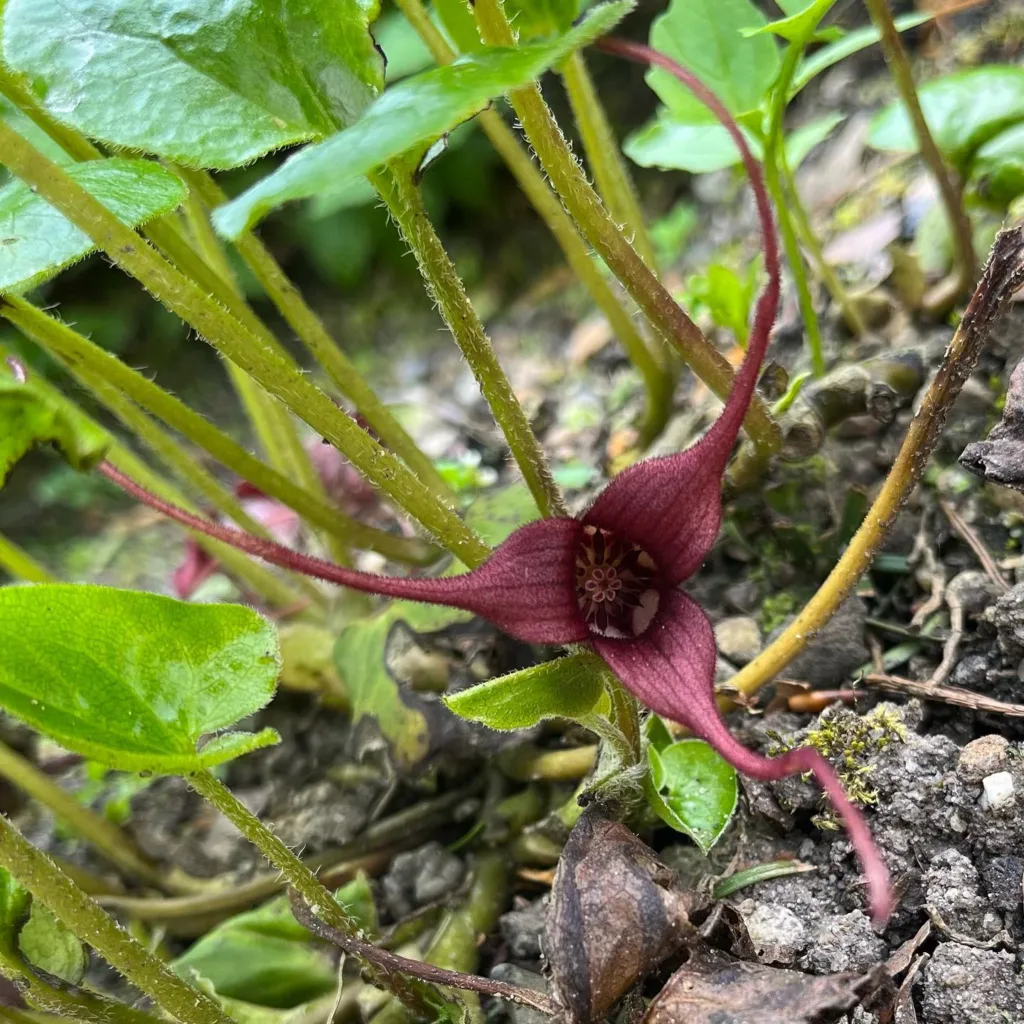 Asarum Caudatum