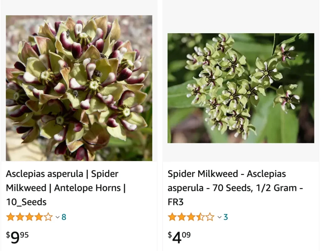 Asclepias Asperula | Monsteraholic