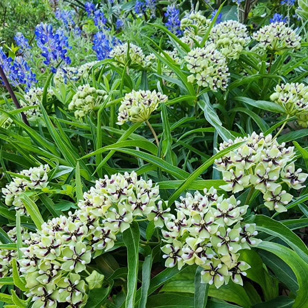 Asclepias Asperula