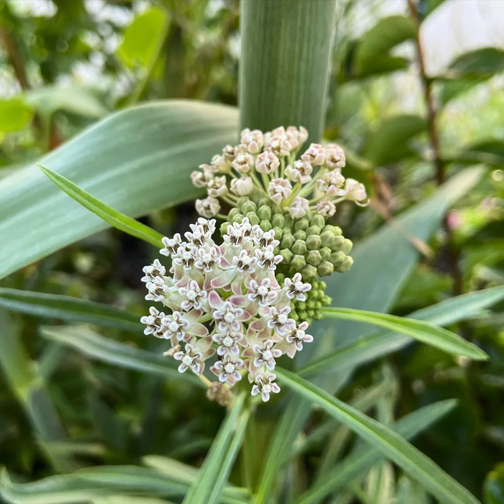 Asclepias Fascicularis