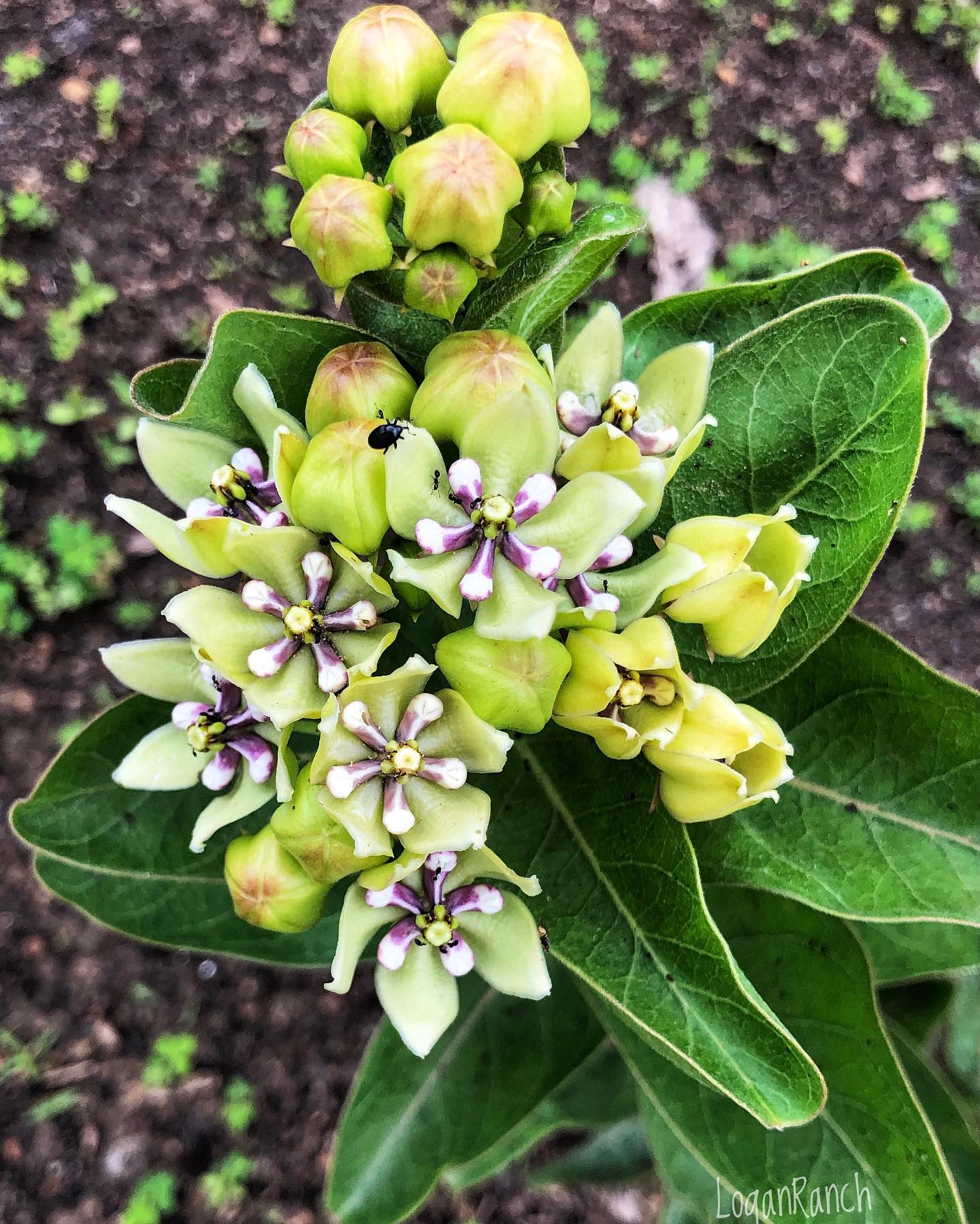 Asclepias Viridis