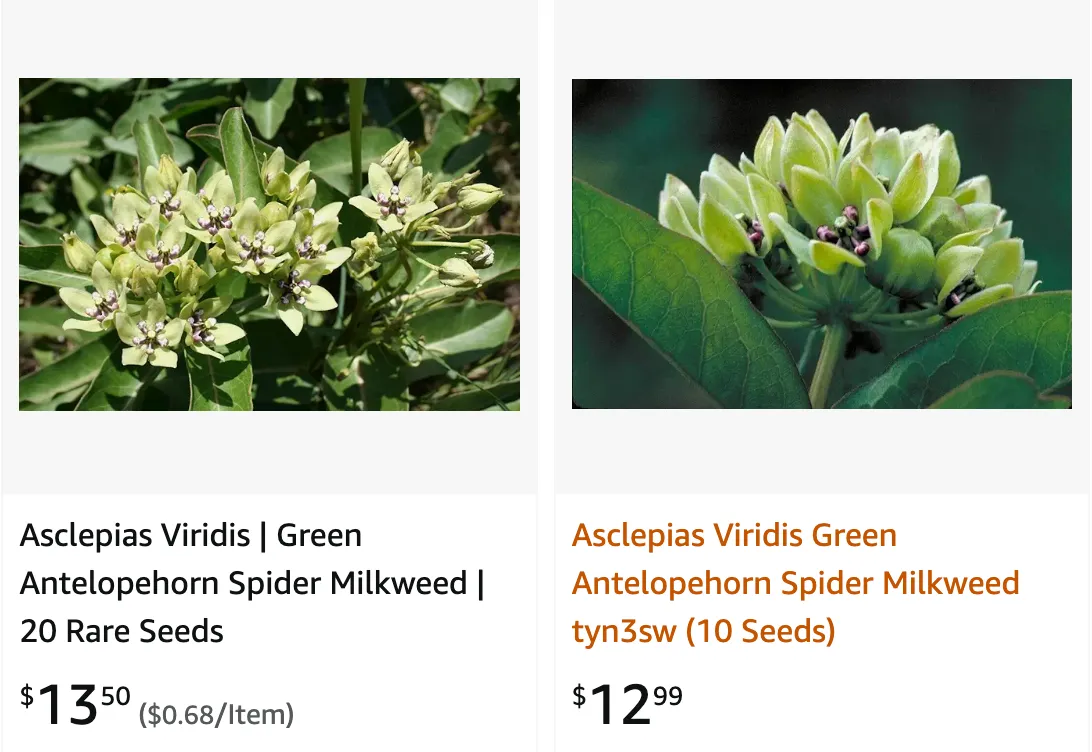 Asclepias Viridis | Monsteraholic