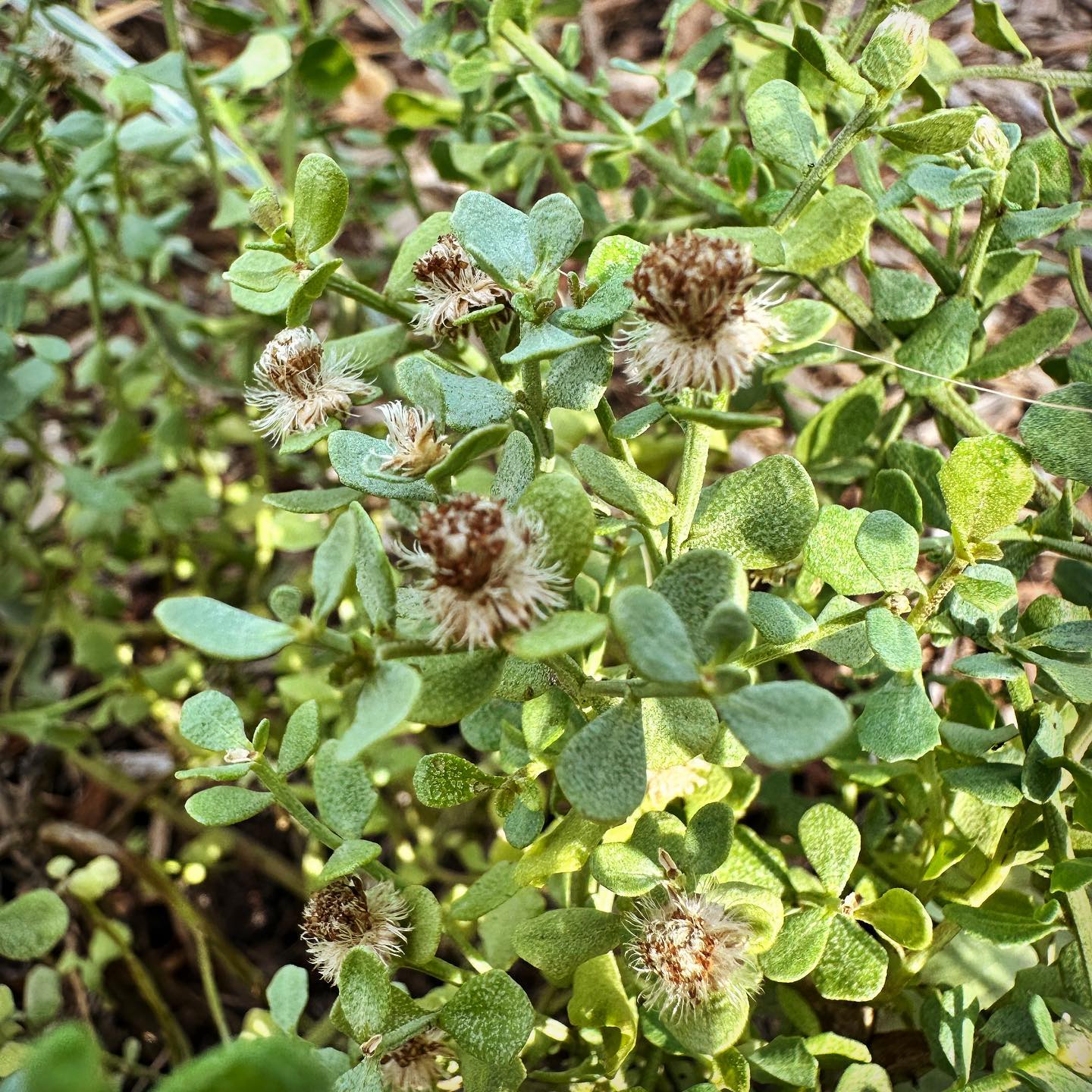 Plant FAQs: Baccharis Pilularis