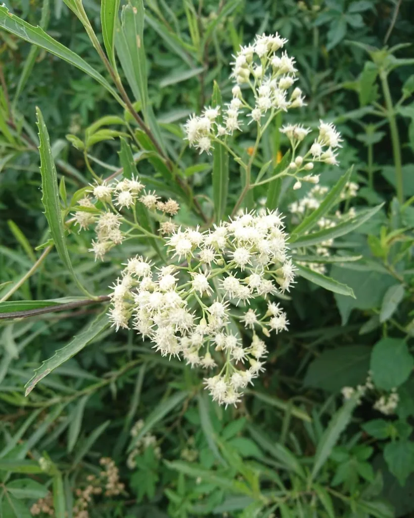 Baccharis Salicifolia