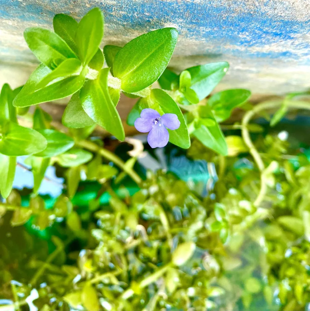 Bacopa Caroliniana