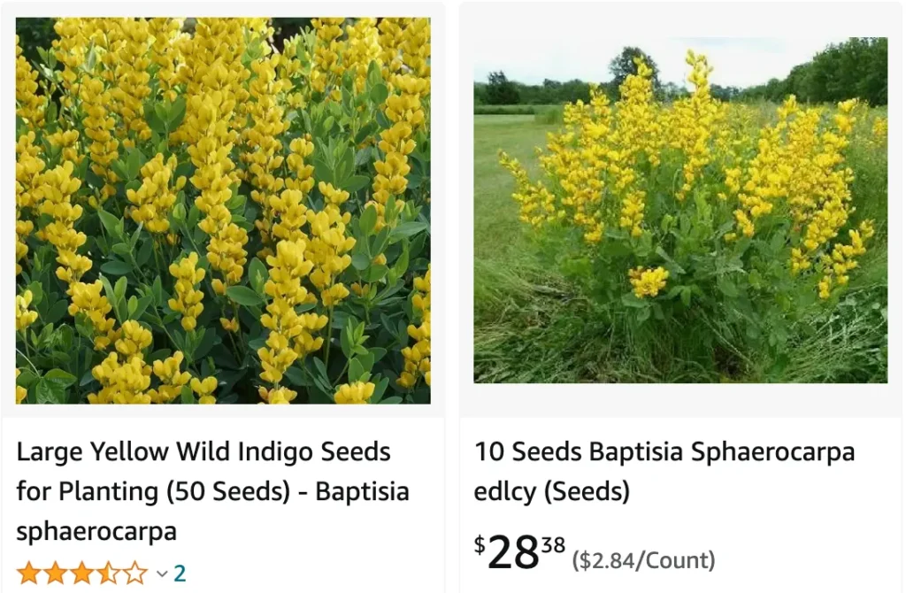 Baptisia Sphaerocarpa | Monsteraholic