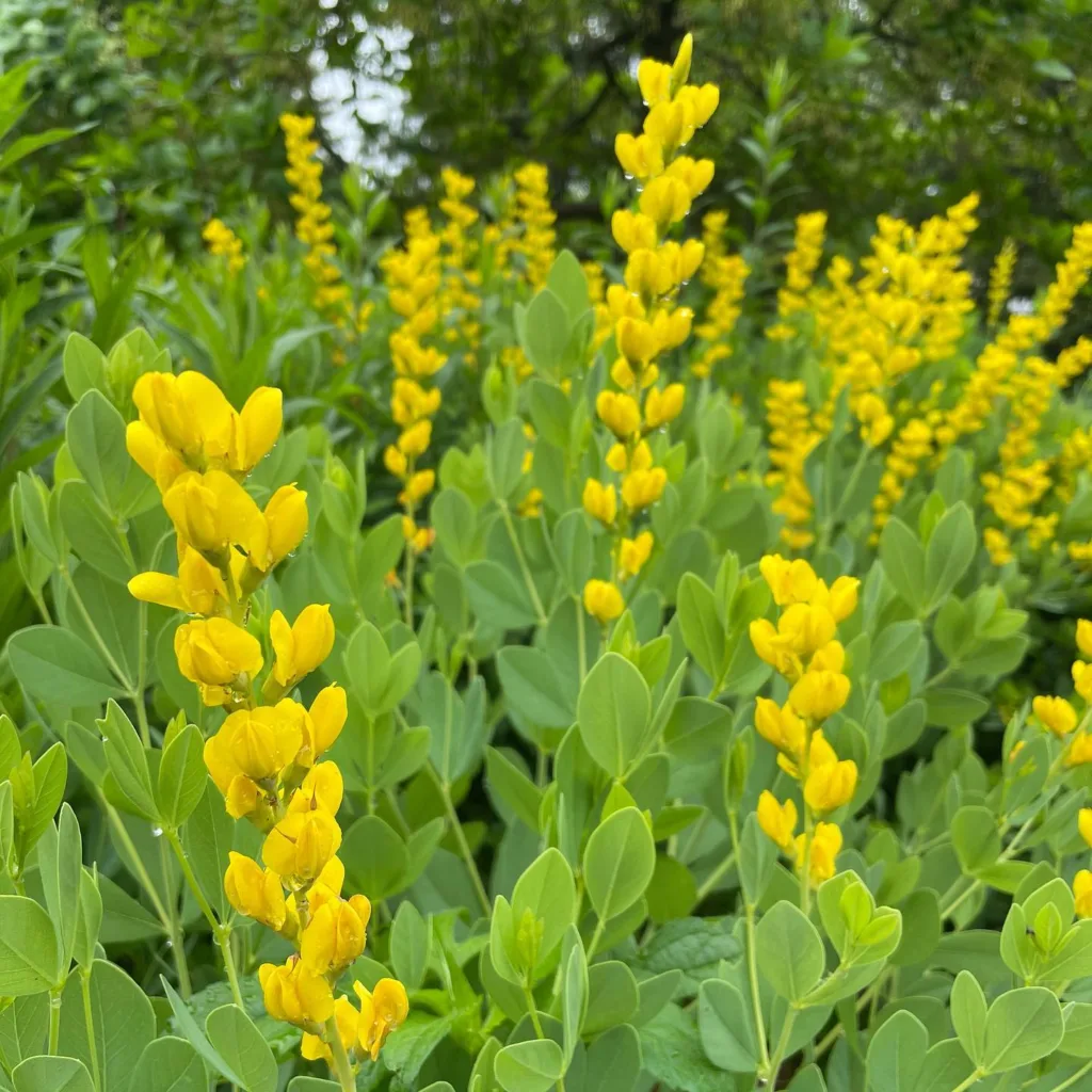 Baptisia Sphaerocarpa