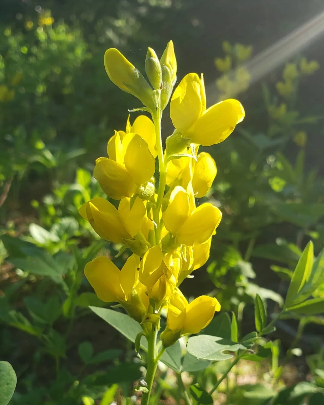 Plant FAQs Baptisia Tinctoria
