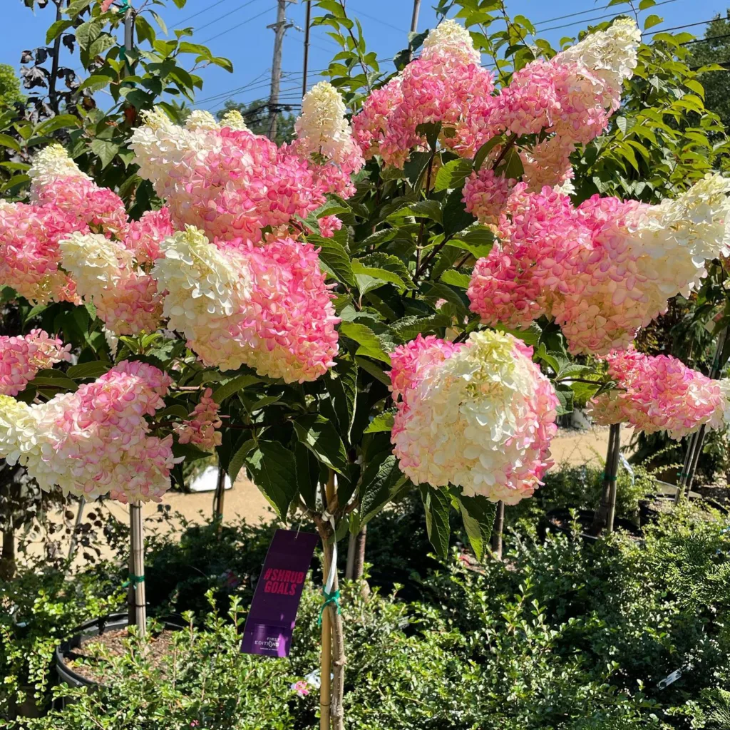 Berry White Hydrangea