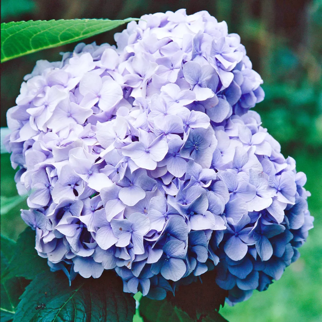 Big Daddy Hydrangea