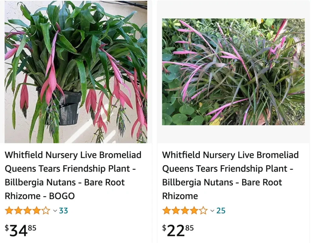 Billbergia Nutans | Monsteraholic