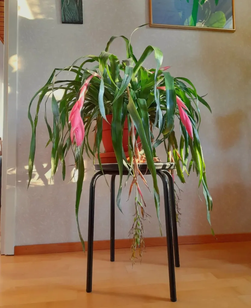 Billbergia Nutans