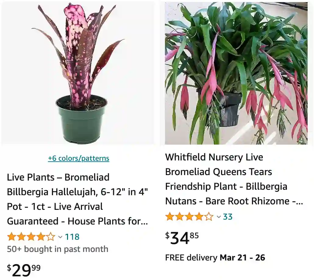 Billbergia | Monsteraholic