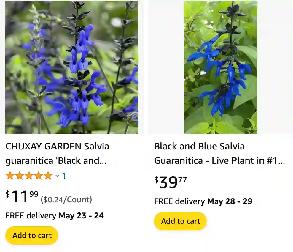 Black And Blue Salvia 1 | Monsteraholic