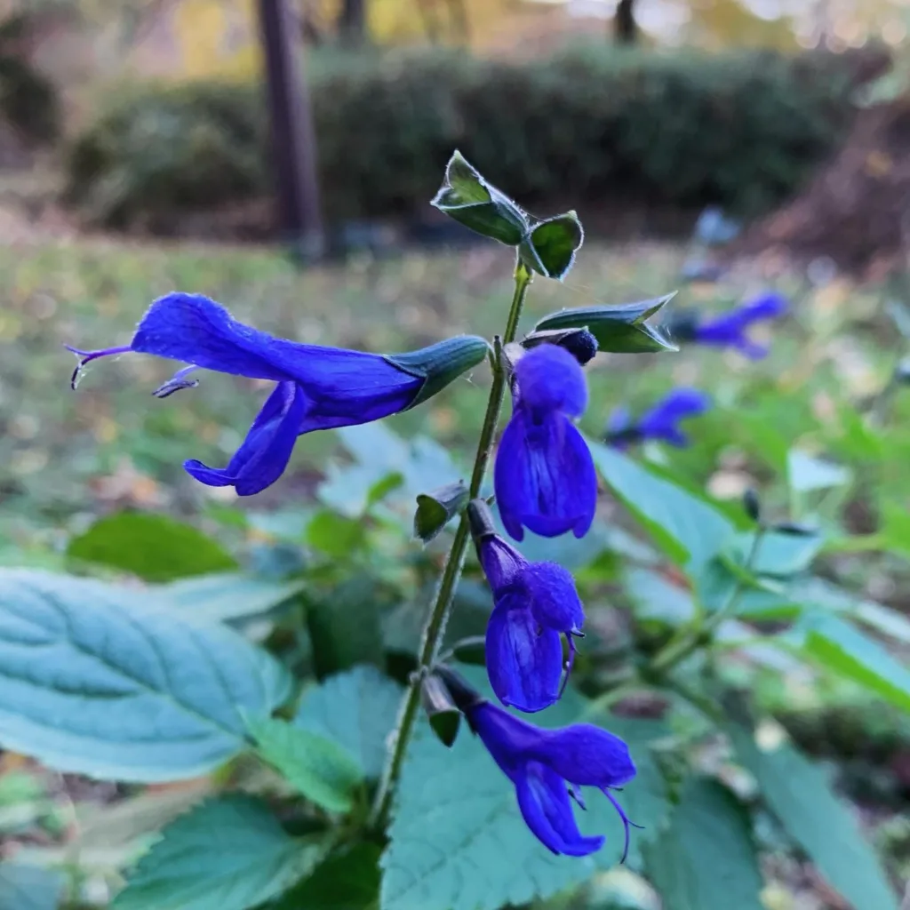 Black And Blue Salvia