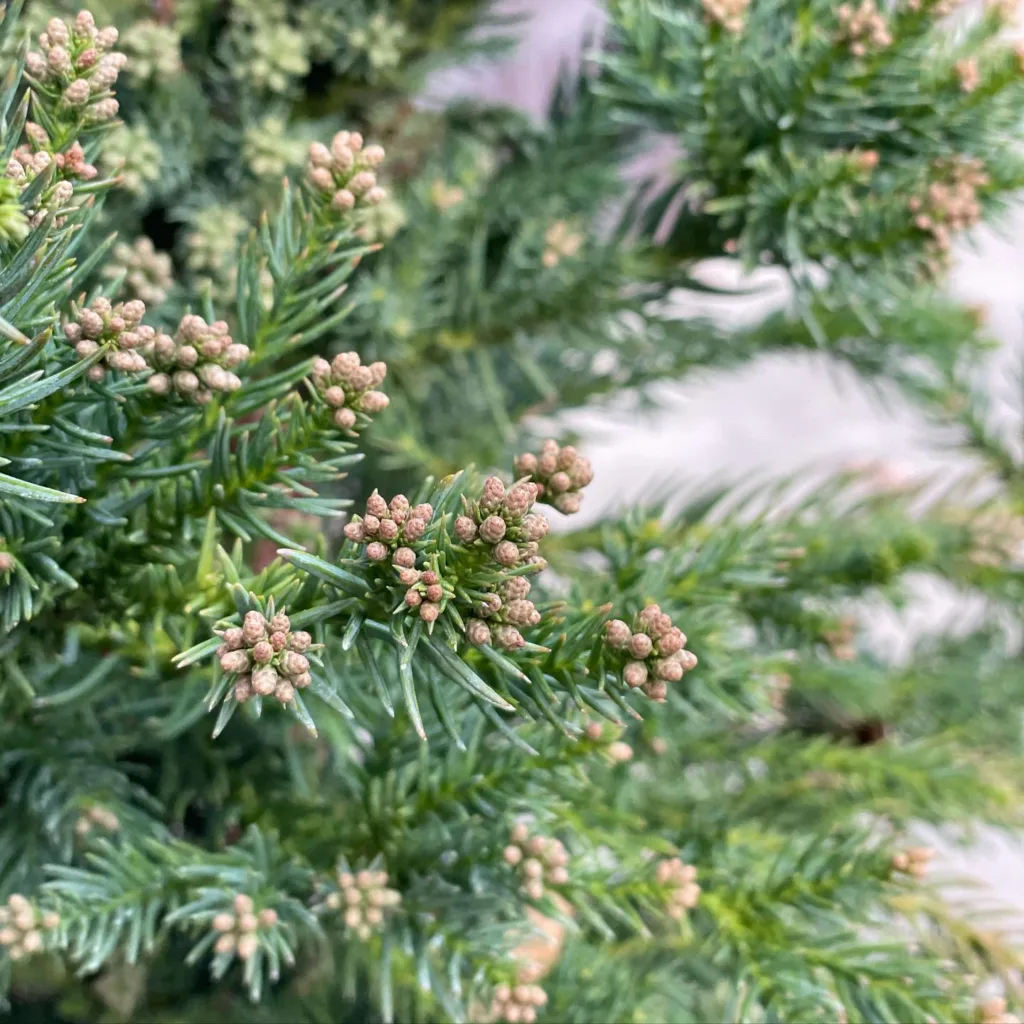 Black Dragon Cryptomeria