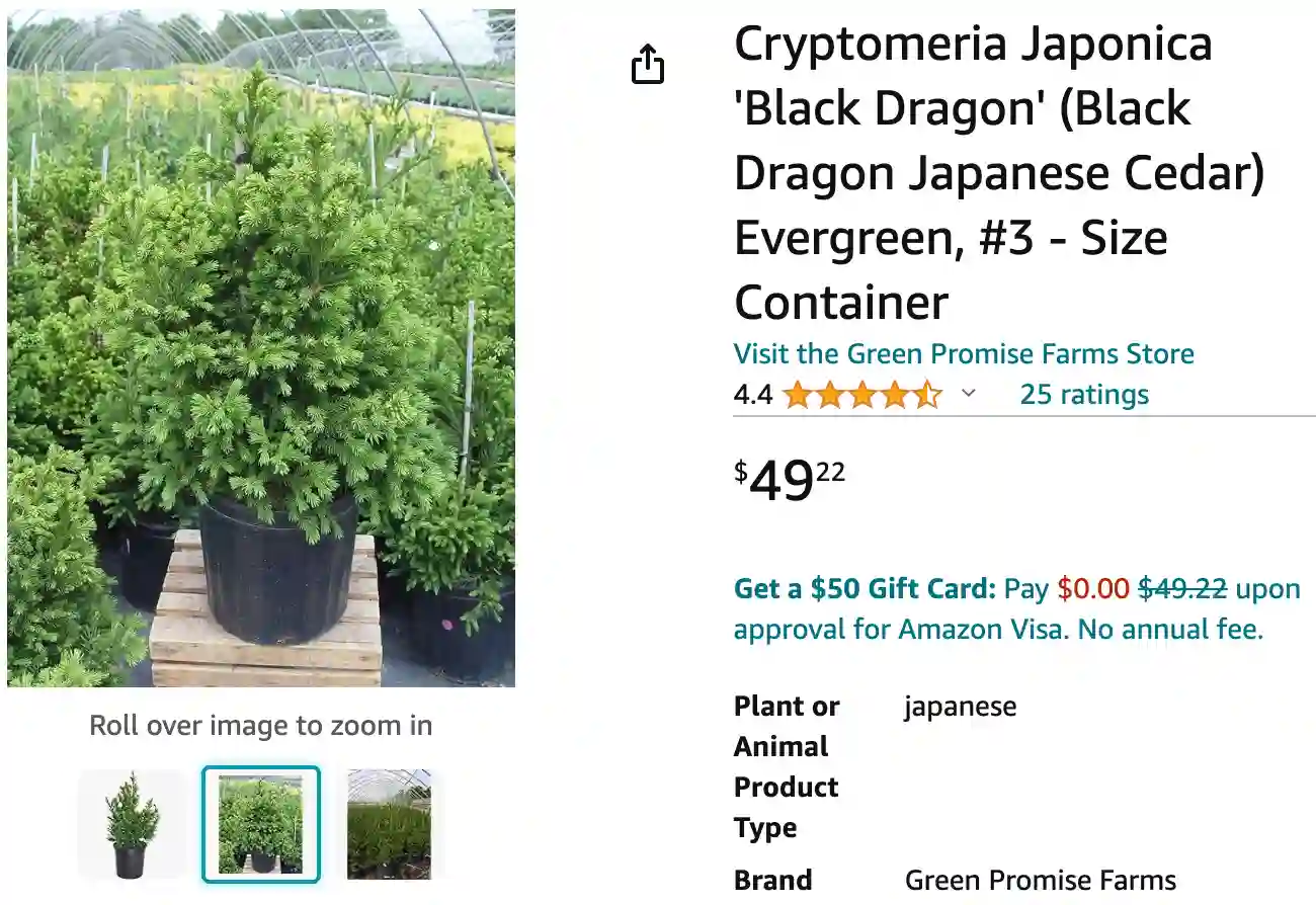 Black Dragon Cryptomeria | Monsteraholic