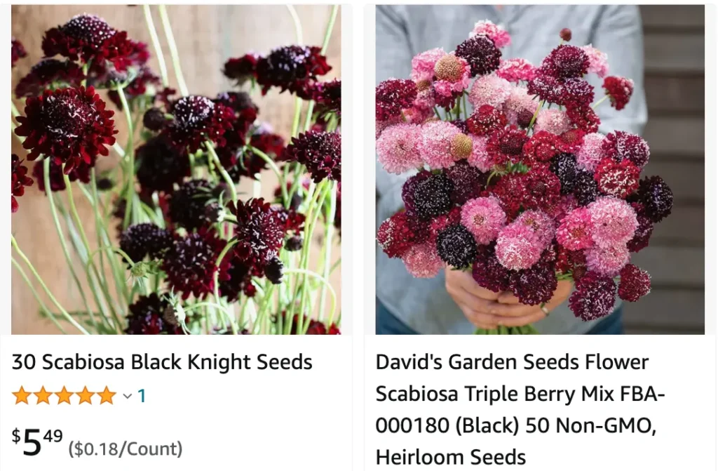 Black Knight Scabiosa | Monsteraholic