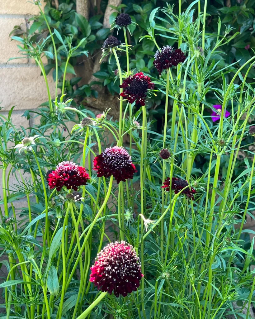 Black Knight Scabiosa