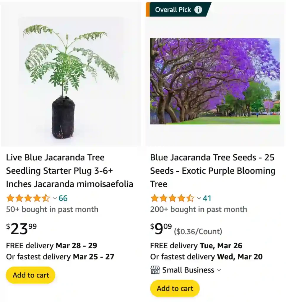 Blue Jacaranda | Monsteraholic