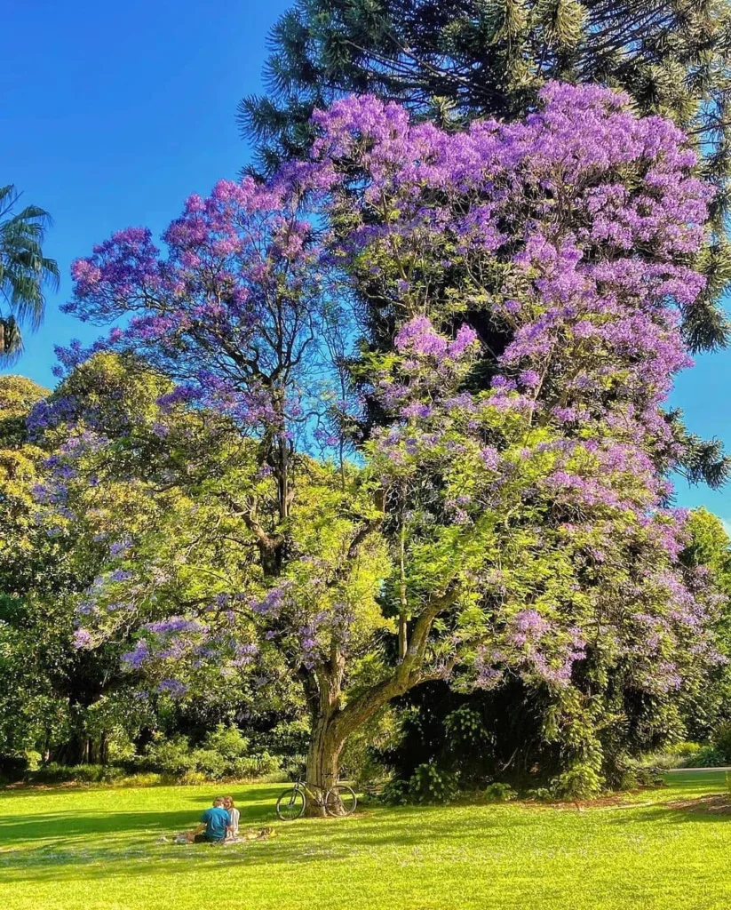 Blue Jacaranda