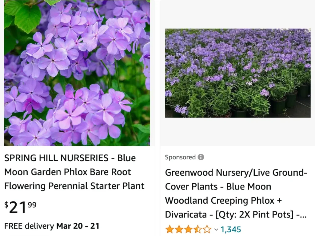 Blue Moon Phlox | Monsteraholic