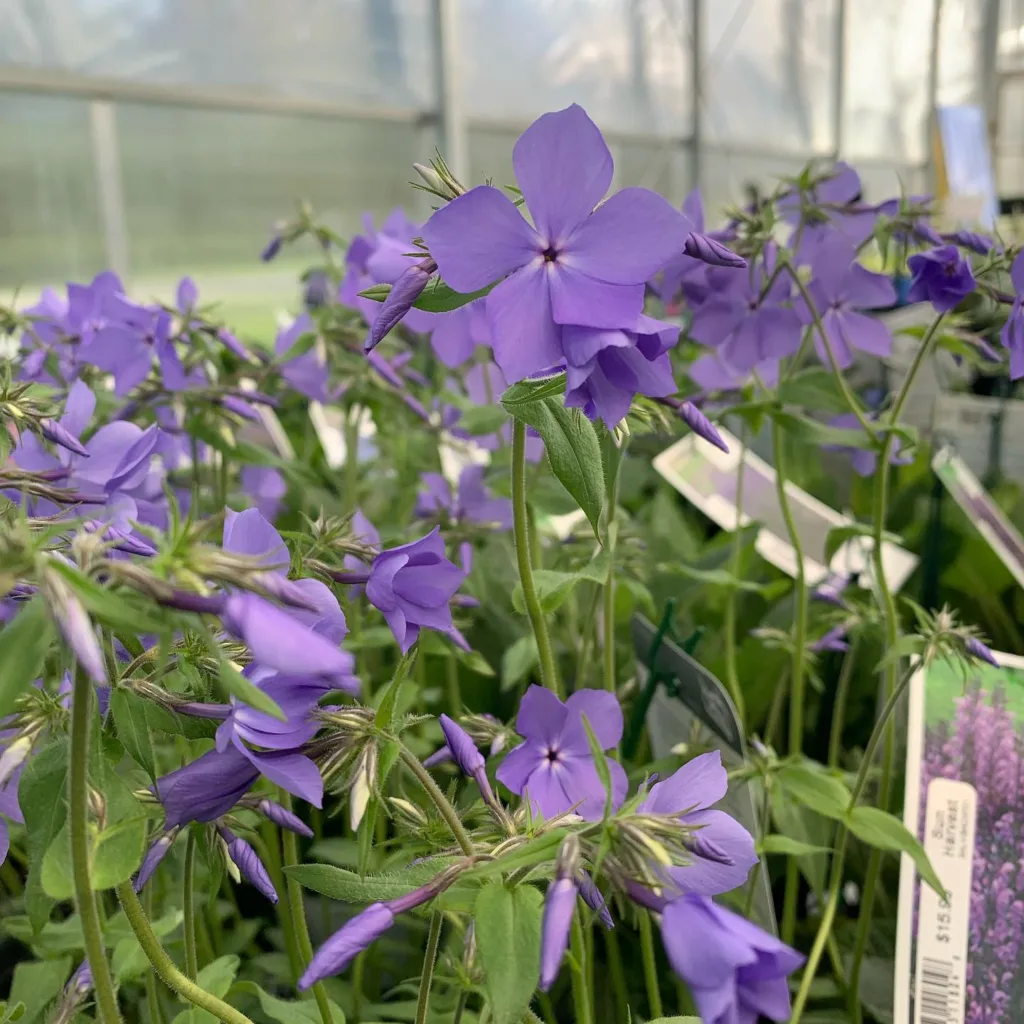 Blue Moon Phlox