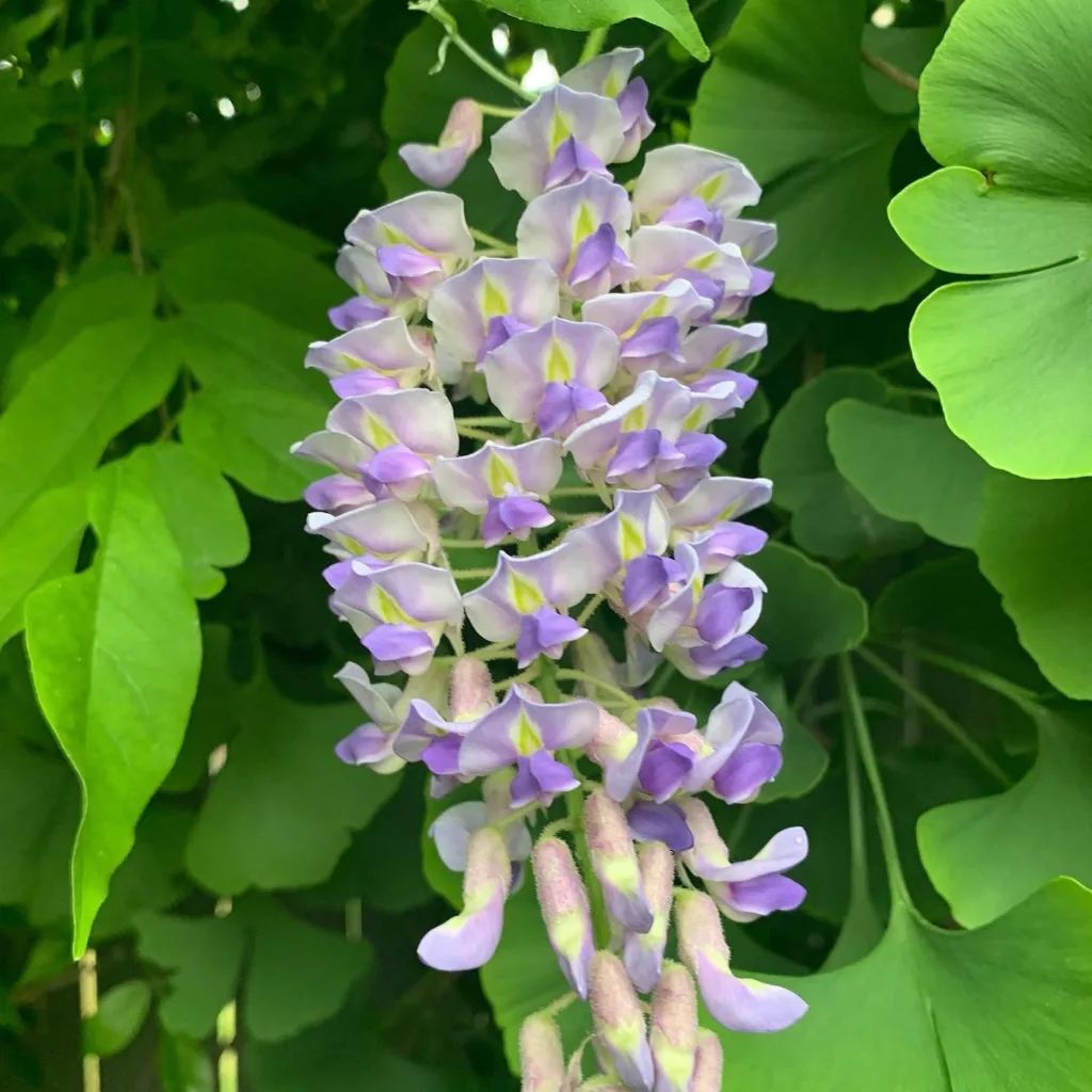 Blue Moon Wisteria