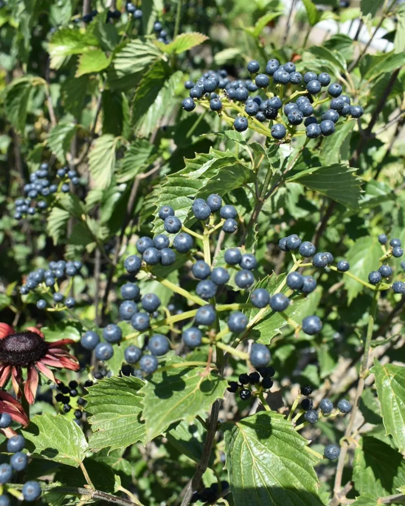 Blue Muffin Viburnum