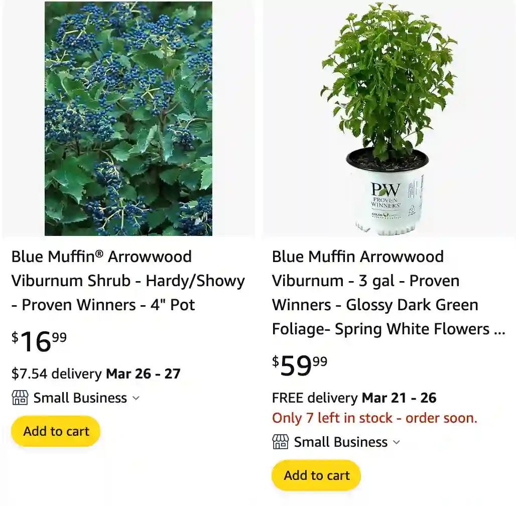 Blue Muffin Viburnum | Monsteraholic