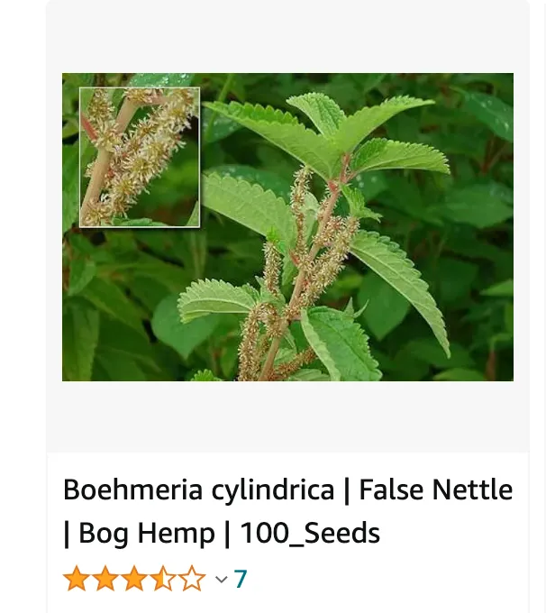 Boehmeria Cylindrica | Monsteraholic