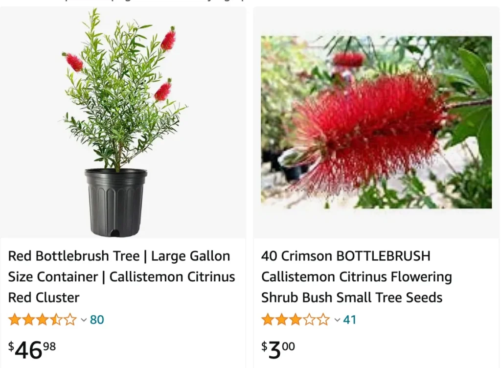 Bottlebrush | Monsteraholic