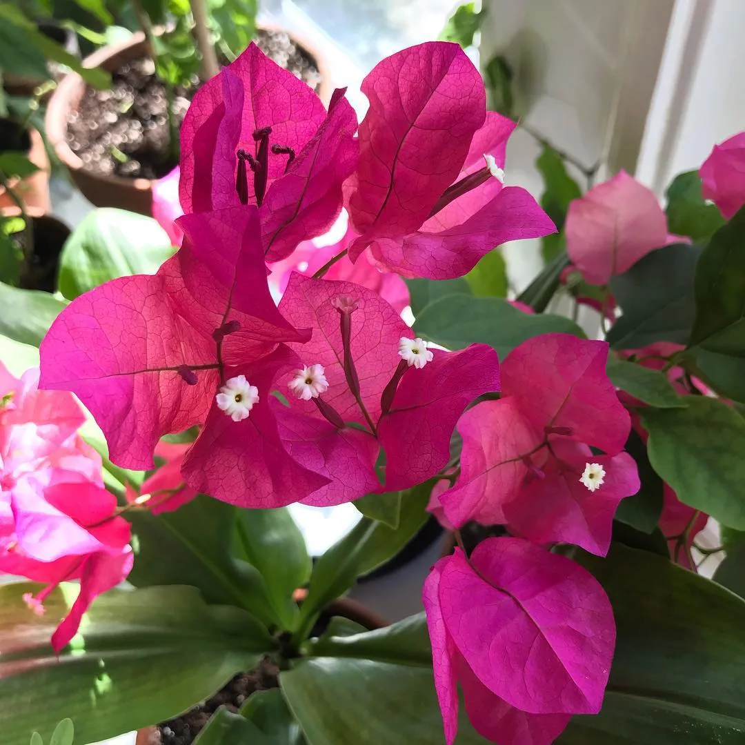 Plant FAQs: Bougainvillea Barbara Karst