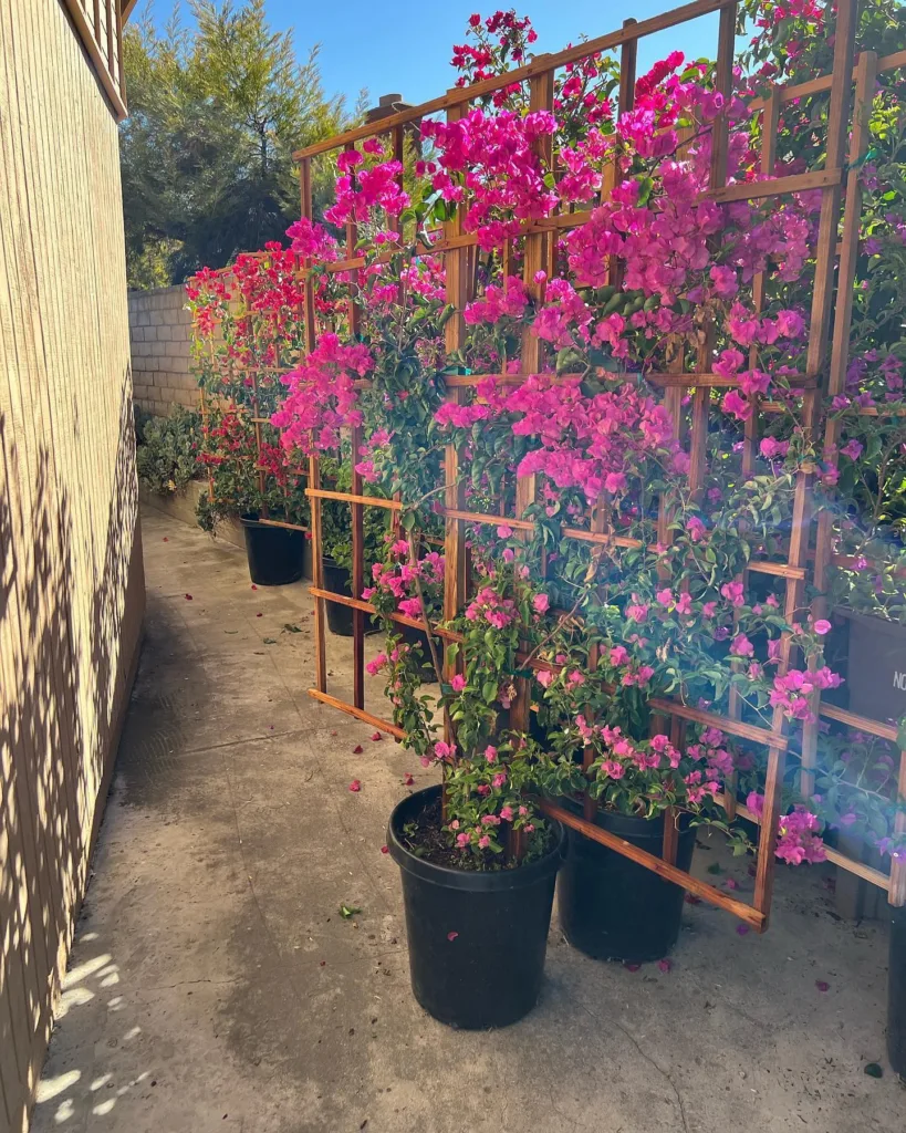 Bougainvillea Trellis