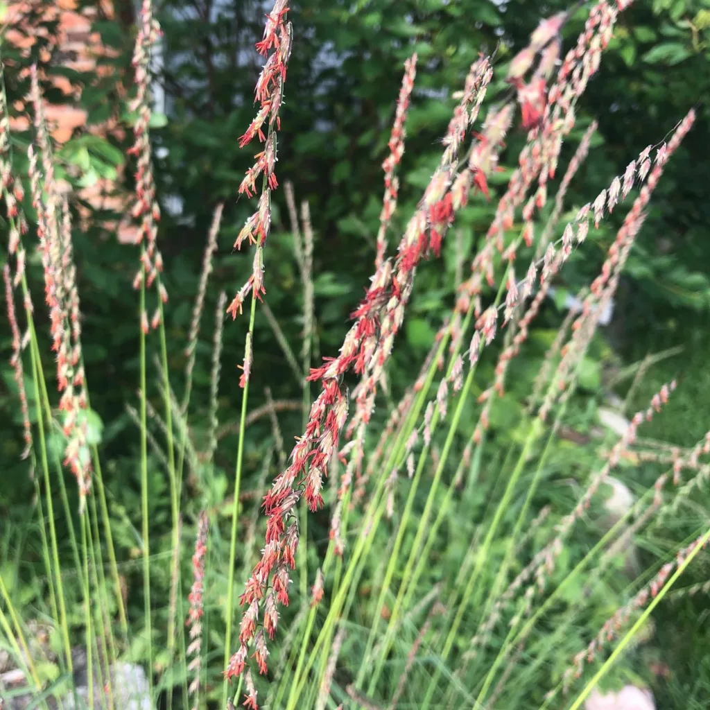 Bouteloua Curtipendula