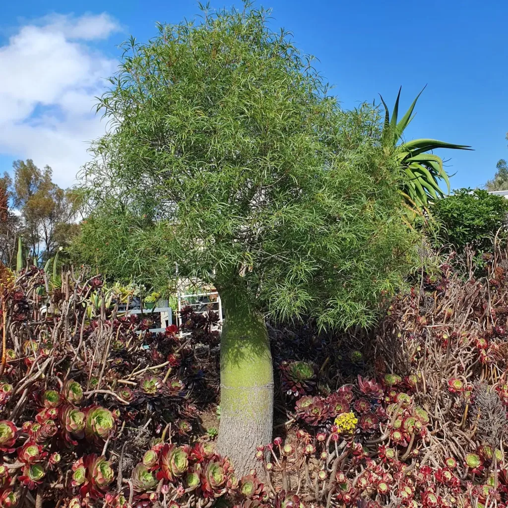 Brachychiton Rupestris