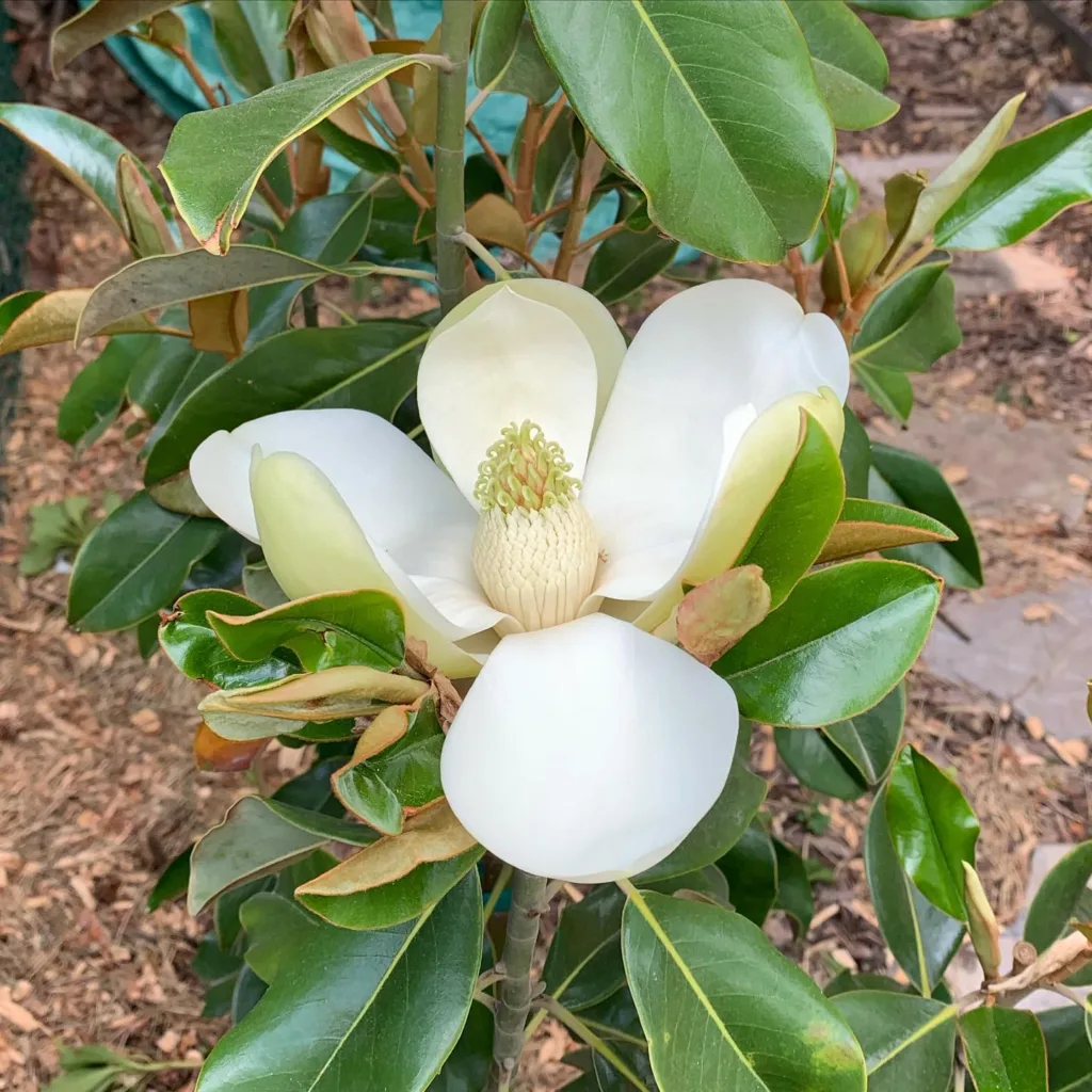 Bracken's Brown Beauty Magnolia