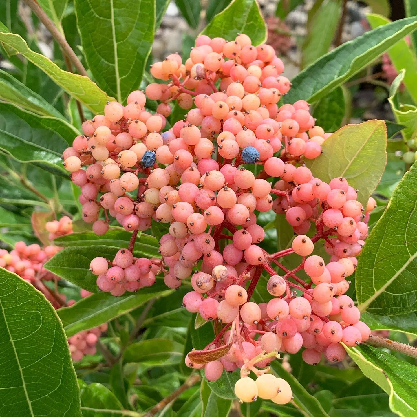 Plant FAQs Brandywine Viburnum