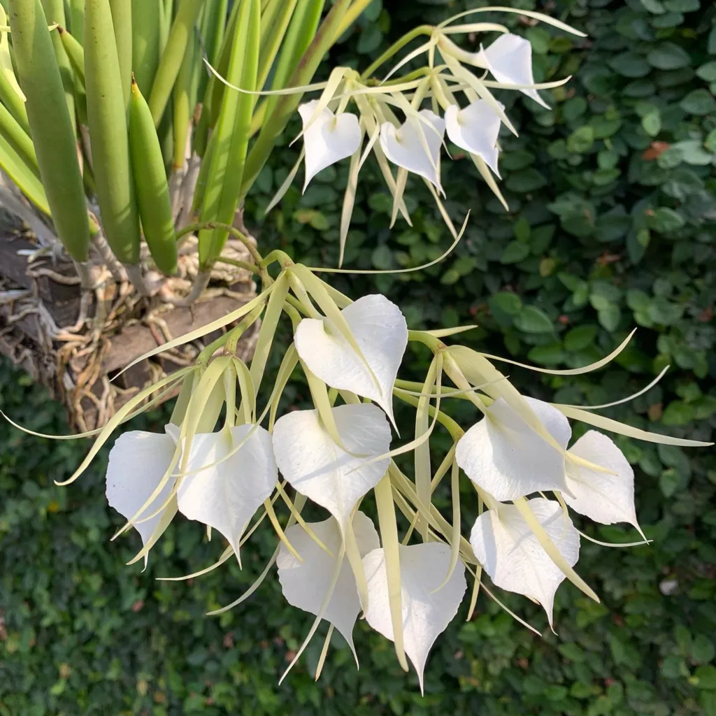 Brassavola Nodosa