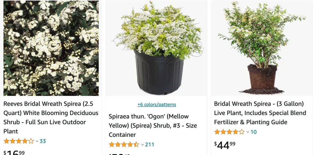 Bridal wreath Spiraea | Monsteraholic