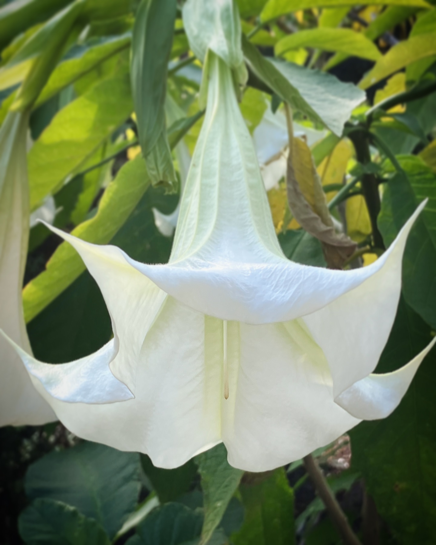 Brugmansia Arborea