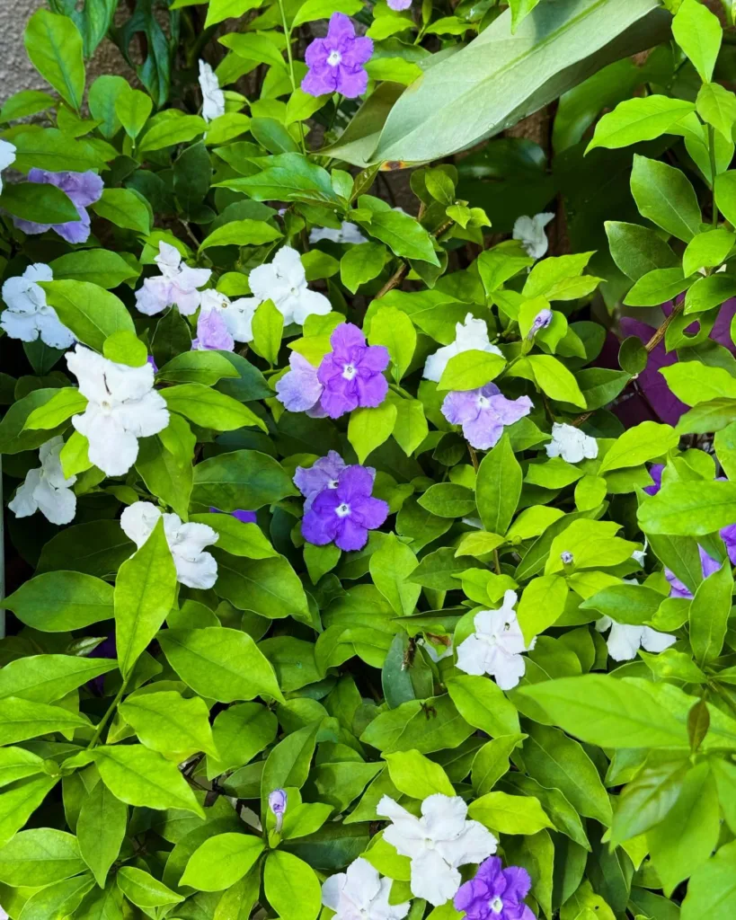 Brunfelsia Pauciflora