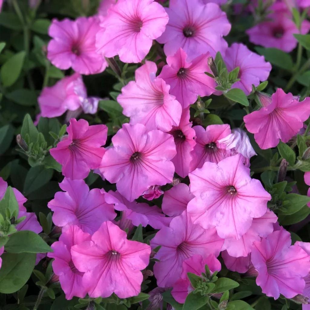 Bubblegum Petunia