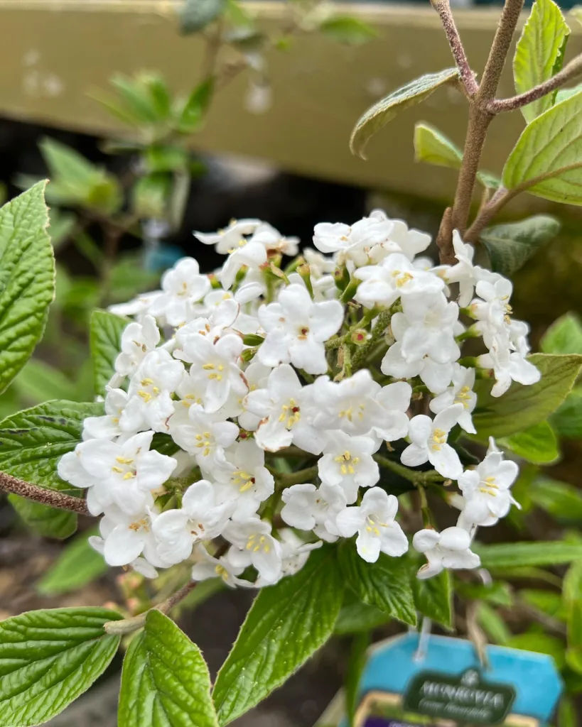 Burkwood Viburnum