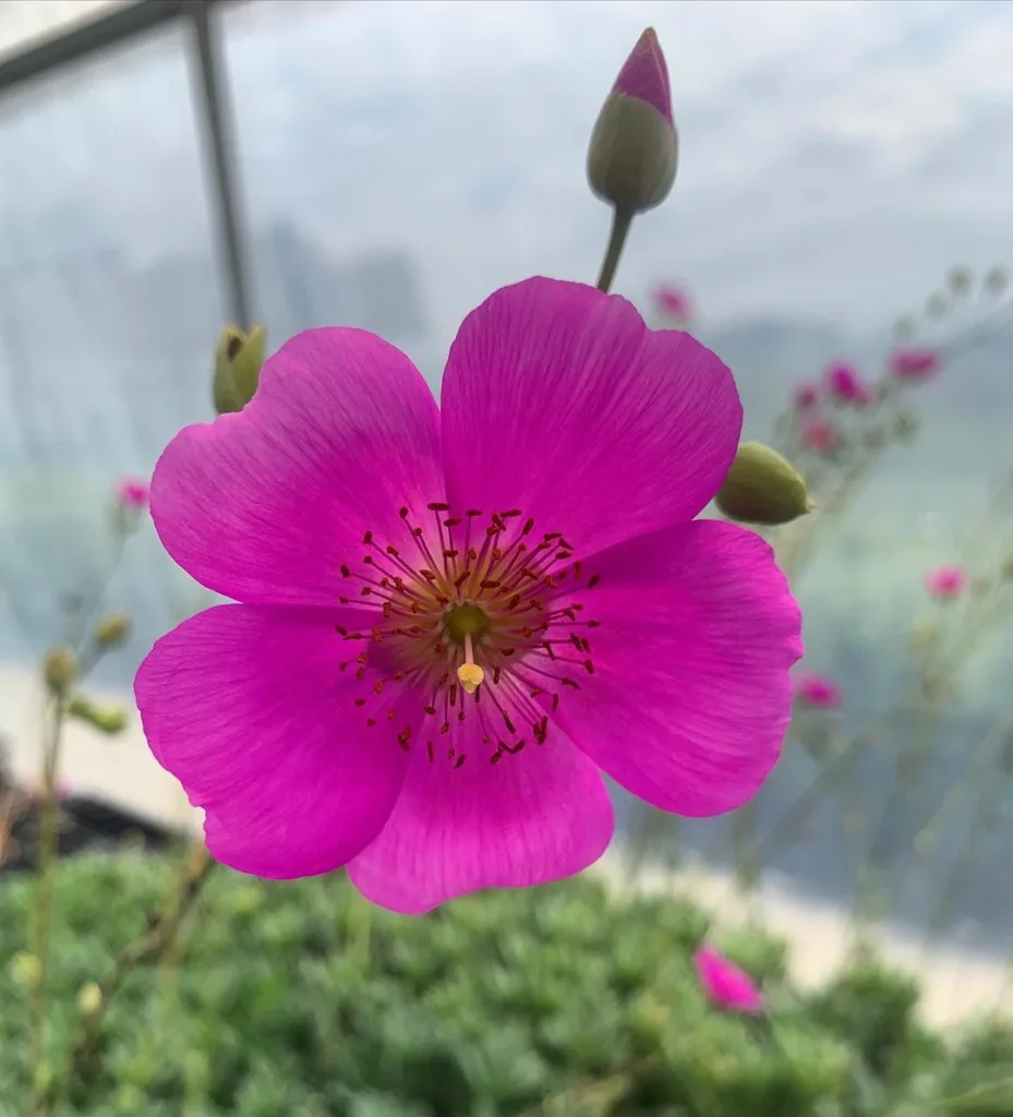 Calandrinia Spectabilis