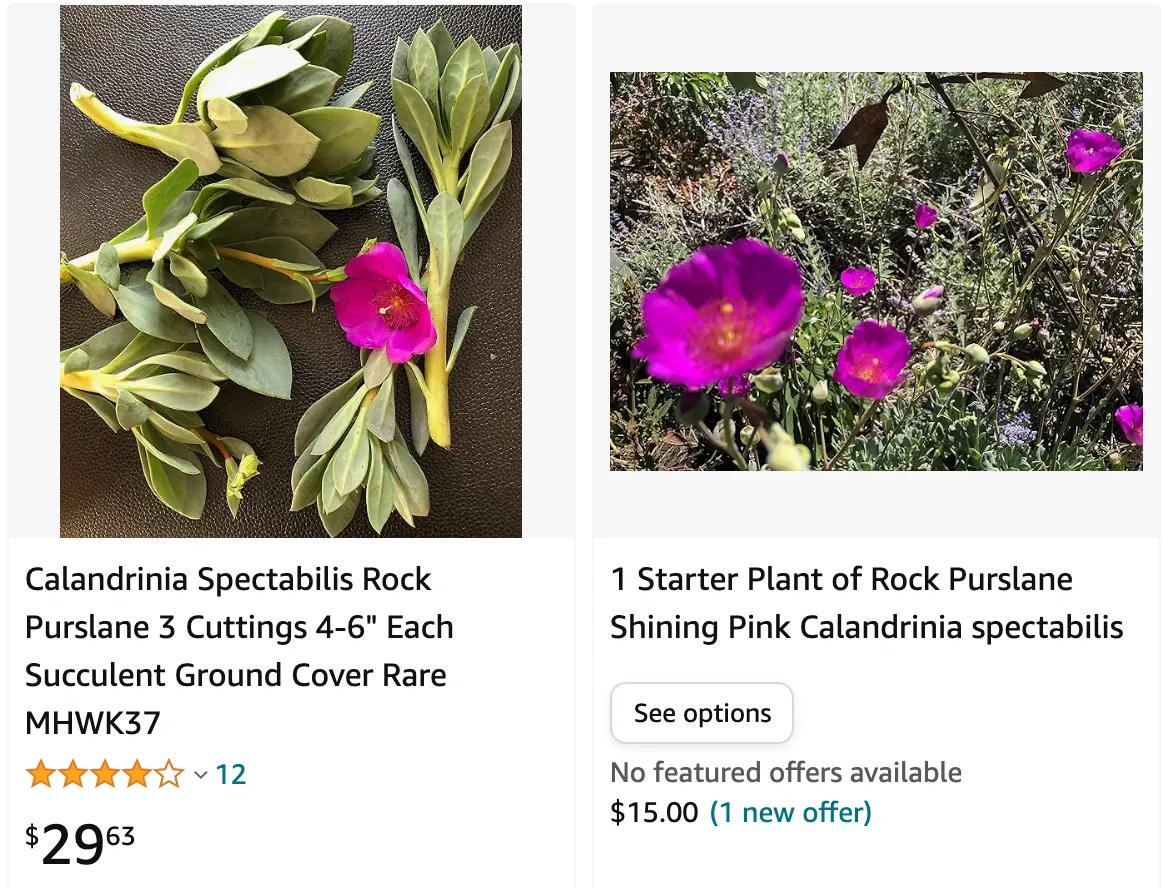 Calandrinia Spectabilis | Monsteraholic