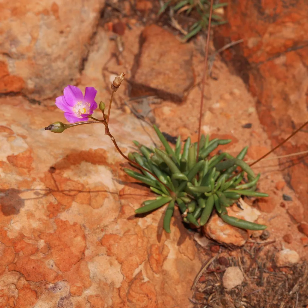 Calandrinia