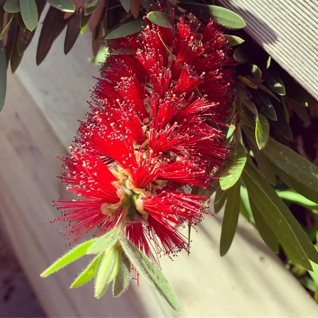 Callistemon Little John