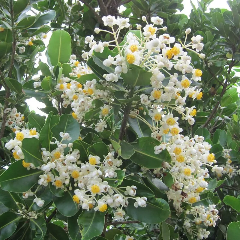 Calophyllum Inophyllum