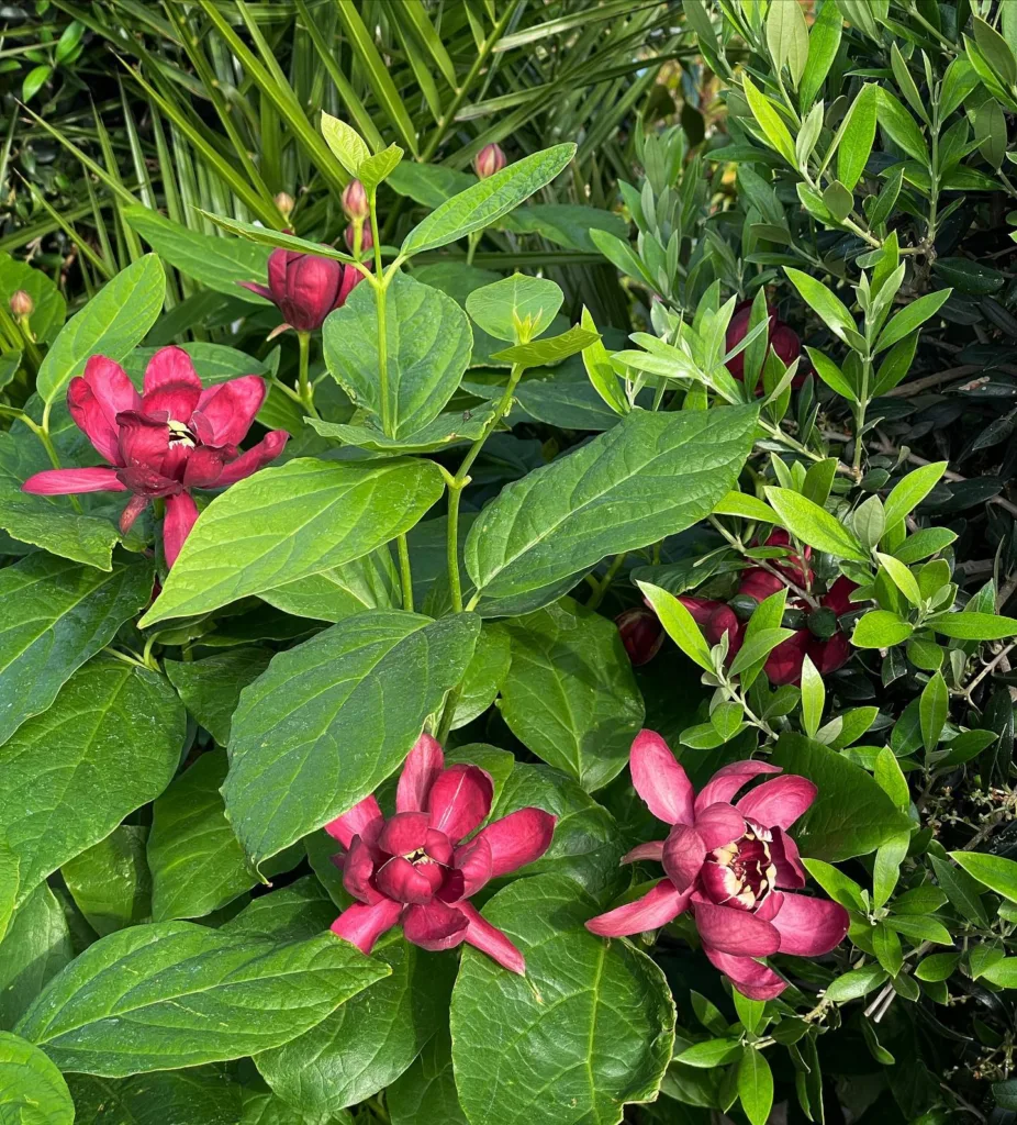 Calycanthus Aphrodite